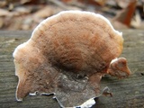 Gloeoporus dichrous image