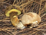 Pseudoboletus parasiticus image