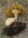 Pseudoboletus parasiticus image