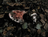 Hygrophorus russula image