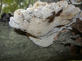 Daedaleopsis confragosa image