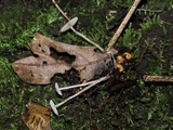 Collybia tuberosa image