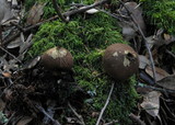 Lycoperdon umbrinum image