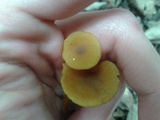 Callistosporium luteo-olivaceum image