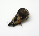 Lycoperdon umbrinum image
