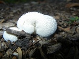 Lycoperdon marginatum image