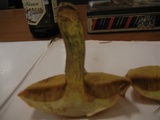Suillus grevillei image