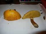 Suillus grevillei image