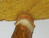 Suillus grevillei image