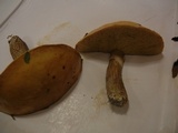 Suillus grevillei image