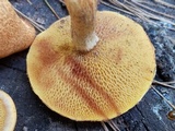 Suillus decipiens image