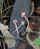 Atheniella adonis image