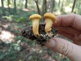 Suillus decipiens image