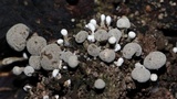 Phleogena faginea image