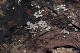 Phleogena faginea image