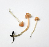 Atheniella adonis image