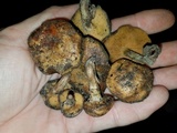 Suillus cothurnatus image