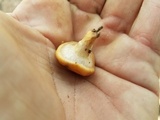 Suillus cothurnatus image