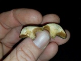 Suillus cothurnatus image