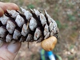 Suillus cothurnatus image