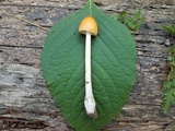 Amanita sect. Vaginatae image