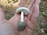 Amanita peckiana image