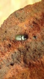 Coltricia cinnamomea image