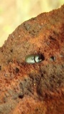 Coltricia cinnamomea image