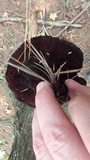 Coltricia cinnamomea image