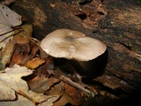 Pluteus americanus image