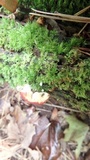 Russula fragilis image