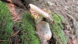 Russula fragilis image