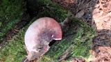 Russula fragilis image
