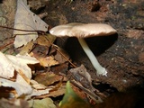 Pluteus americanus image