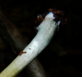Pluteus americanus image