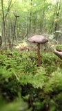 Spinellus fusiger image