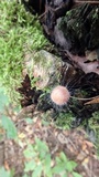 Spinellus fusiger image