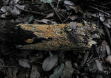 Basidioradulum radula image