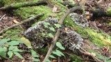 Peltigera praetextata image