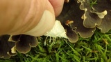 Peltigera praetextata image