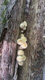Hypholoma subviride image