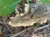 Irpex lacteus image