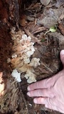 Ductifera pululahuana image