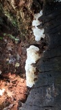 Ductifera pululahuana image