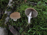 Psathyrella longistriata image