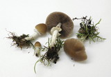 Psathyrella longistriata image