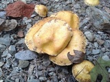 Suillus americanus image