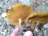 Suillus americanus image