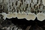 Trametes pubescens image