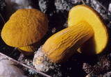 Aureoboletus auriflammeus image